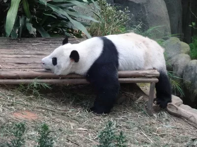 rare-white-panda-in-river.jpg